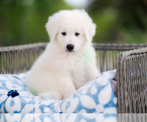 Great Pyrenees Puppy for sale in CONWAY, MO, USA