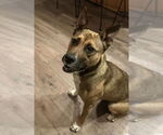 Small #5 Boxer Mix