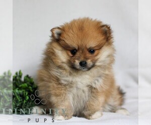 Pomeranian Puppy for sale in MANHEIM, PA, USA