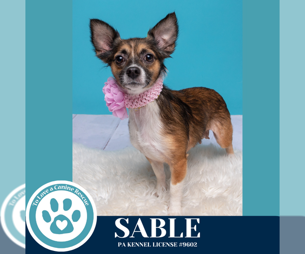 Medium Photo #4 Chihuahua-Unknown Mix Puppy For Sale in Kimberton, PA, USA