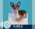 Small #3 Chihuahua Mix