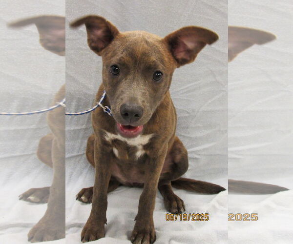 Medium Photo #8 Mutt Puppy For Sale in Conroe, TX, USA