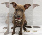 Small #7 Mutt