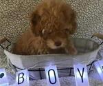 Small Photo #3 Poodle (Toy) Puppy For Sale in BLOUNTVILLE, TN, USA