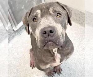 American Staffordshire Terrier Dogs for adoption in Houston, TX, USA