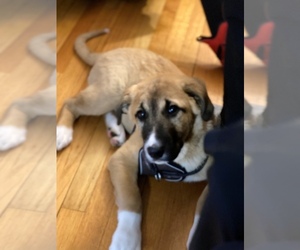 Anatolian Shepherd Puppy for sale in BLOOMINGDALE, NY, USA
