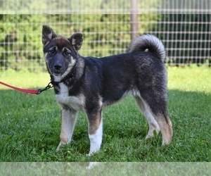 Akita Puppy for sale in MILLERSBURG, OH, USA