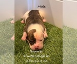 Puppy Banner American Bulldog