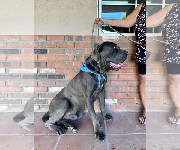 Medium Photo #6 Mutt Puppy For Sale in Goodyear, AZ, USA