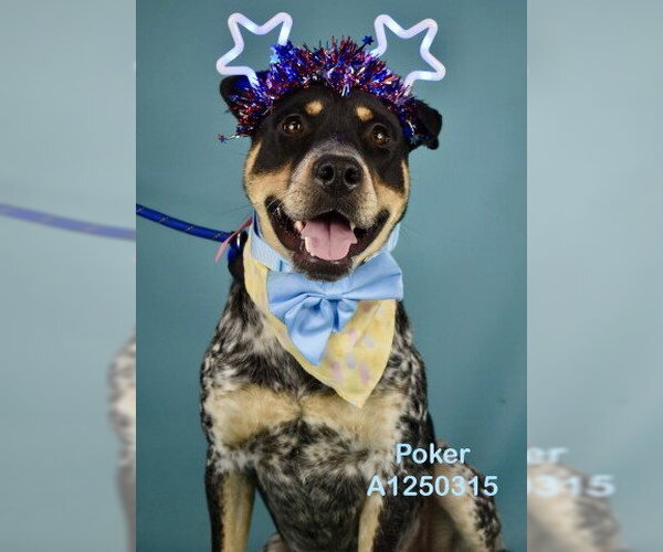 Medium Photo #2 Mutt Puppy For Sale in Bakersfield, CA, USA