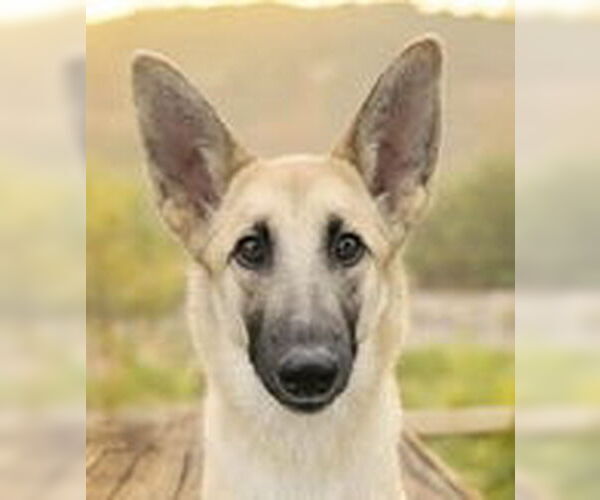 Medium Photo #2 Mutt Puppy For Sale in Fremont, CA, USA