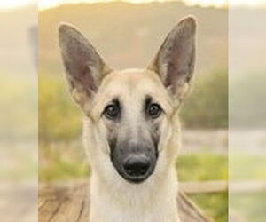 Wanda - Female German Shepherd Dog-Unknown Mix Dog for Adoption - Photo #2