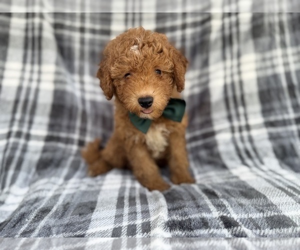 Medium Photo #5 Aussiedoodle Miniature  Puppy For Sale in LAKELAND, FL, USA