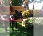 Small #8 American Pit Bull Terrier Mix