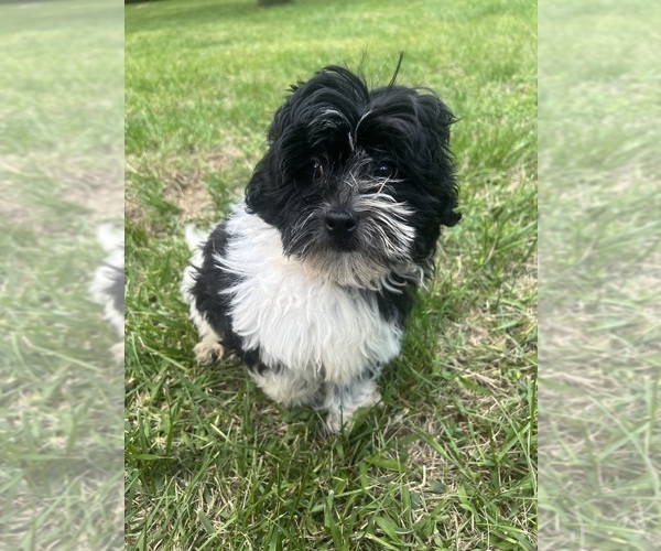 Medium Photo #10 Poodle (Miniature)-ShihPoo Mix Puppy For Sale in DURHAM, CT, USA