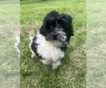 Small #9 Poodle (Miniature)-ShihPoo Mix