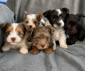 Yorkshire Terrier Litter for sale in DAYTON, TX, USA