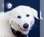 Small #2 Great Pyrenees