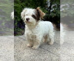 Small #2 Mutt
