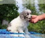 Small #2 Poodle (Toy)