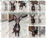 Small Australian Kelpie-Chihuahua Mix