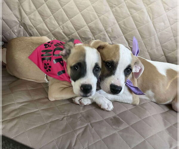 Medium Photo #3 Mutt Puppy For Sale in Holly Springs, NC, USA
