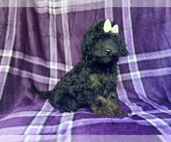 Medium Photo #8 Cavapoo Puppy For Sale in LAKELAND, FL, USA