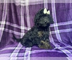 Small #7 Cavapoo