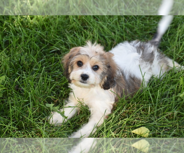 Medium Photo #3 Cavachon Puppy For Sale in ELDORADO, OH, USA