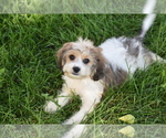 Small #2 Cavachon