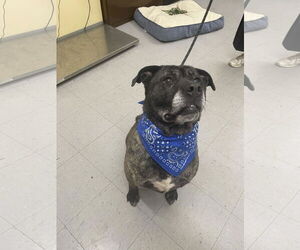 American Pit Bull Terrier-Labrador Retriever Mix Dogs for adoption in Low Moor, VA, USA