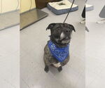 Small American Pit Bull Terrier-Labrador Retriever Mix