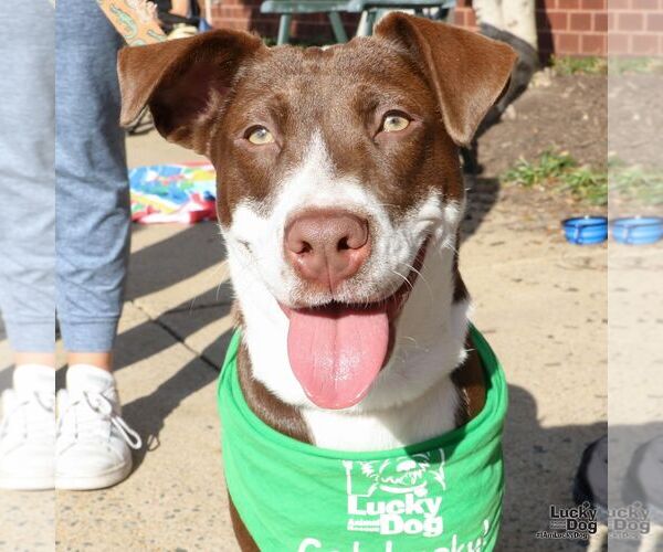 Medium Photo #6 Lab-Pointer Puppy For Sale in Washington, DC, USA