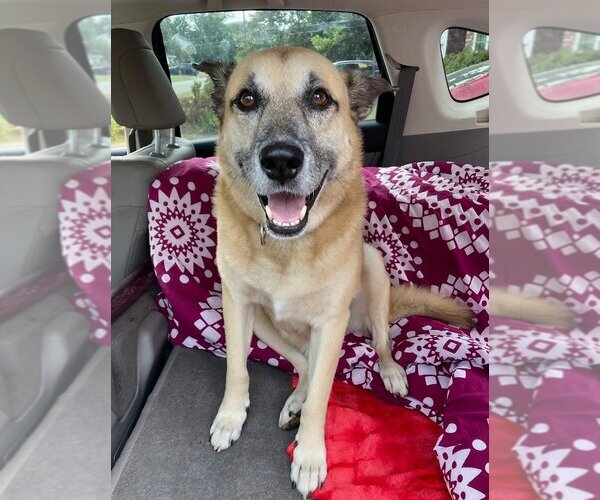 Medium Photo #6 German Shepherd Dog-Unknown Mix Puppy For Sale in Caldwell, NJ, USA