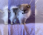 Small Photo #2 Pomeranian-Unknown Mix Puppy For Sale in HOPKINSVILLE/PRINCETON, KY, NH, USA