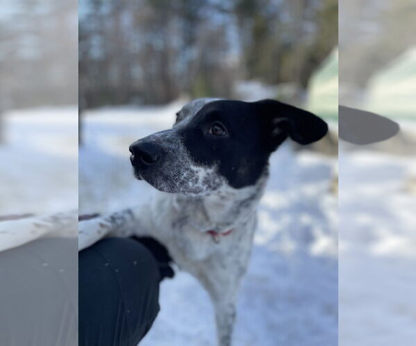 Medium Photo #5 Mutt Puppy For Sale in Garden City, NY, USA