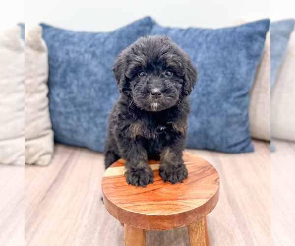 Medium Photo #3 Bernedoodle (Miniature) Puppy For Sale in DUNDEE, OH, USA