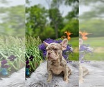 Small #2 French Bulldog