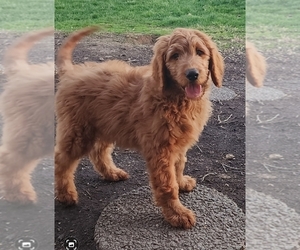 Goldendoodle Puppy for sale in CYNTHIANA, KY, USA