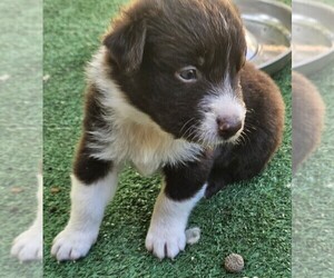 Australian Shepherd Puppy for sale in NELSON, VA, USA