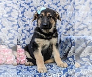 German Shepherd Dog Puppy for sale in LEOLA, PA, USA