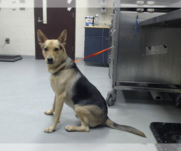 Medium Photo #1 German Shepherd Dog Puppy For Sale in Fayetteville, NC, USA
