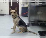 Small German Shepherd Dog