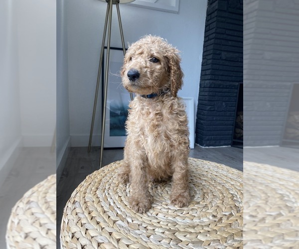 Medium Photo #10 Goldendoodle-Poodle (Standard) Mix Puppy For Sale in LOS ANGELES, CA, USA