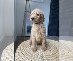 Small Photo #10 Goldendoodle-Poodle (Standard) Mix Puppy For Sale in LOS ANGELES, CA, USA