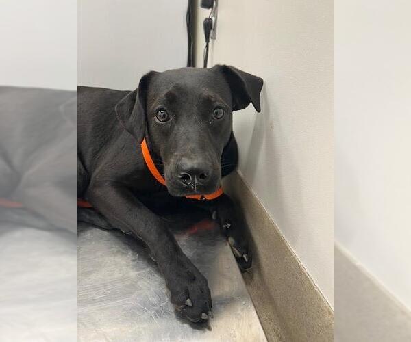 Medium Photo #1 Labrador Retriever Puppy For Sale in Baytown, TX, USA