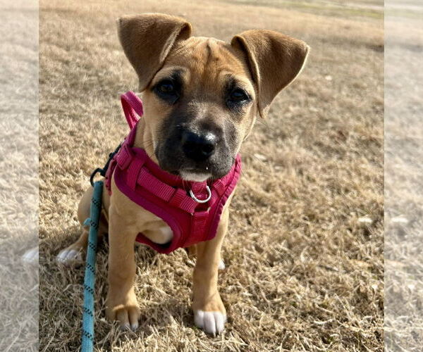 Medium Photo #1 Mutt Puppy For Sale in Mount Pleasant, SC, USA