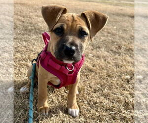 Mutt Dogs for adoption in Mount Pleasant, SC, USA