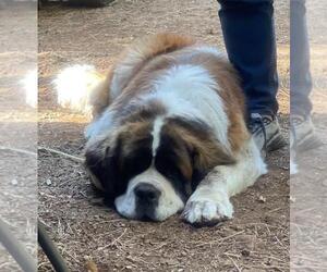 Saint Bernard-Unknown Mix Dogs for adoption in Incline Village, NV, USA
