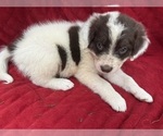 Small Photo #30 Borador Puppy For Sale in MARION, VA, USA